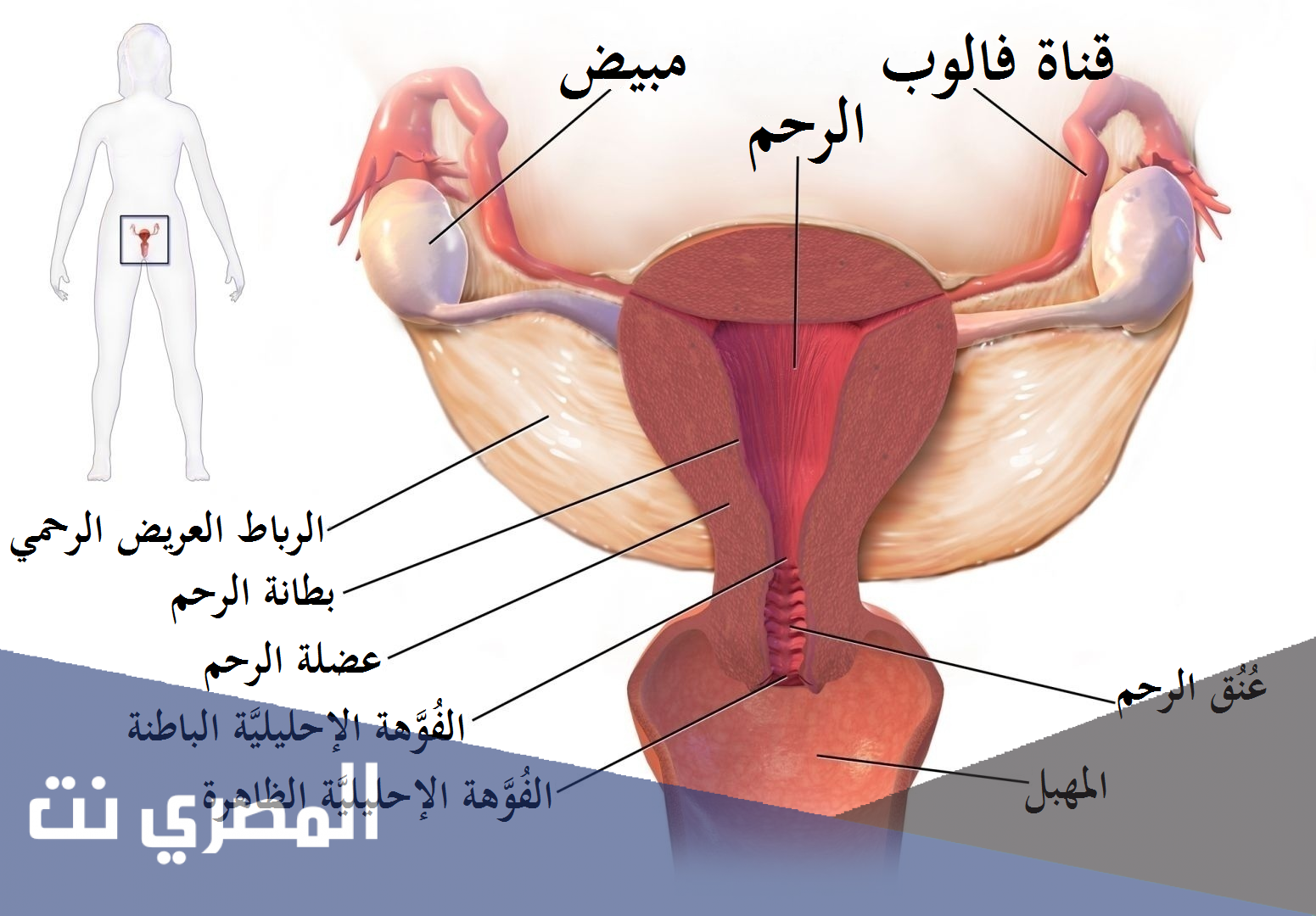 اسباب احتقان الحوض وعلاجه