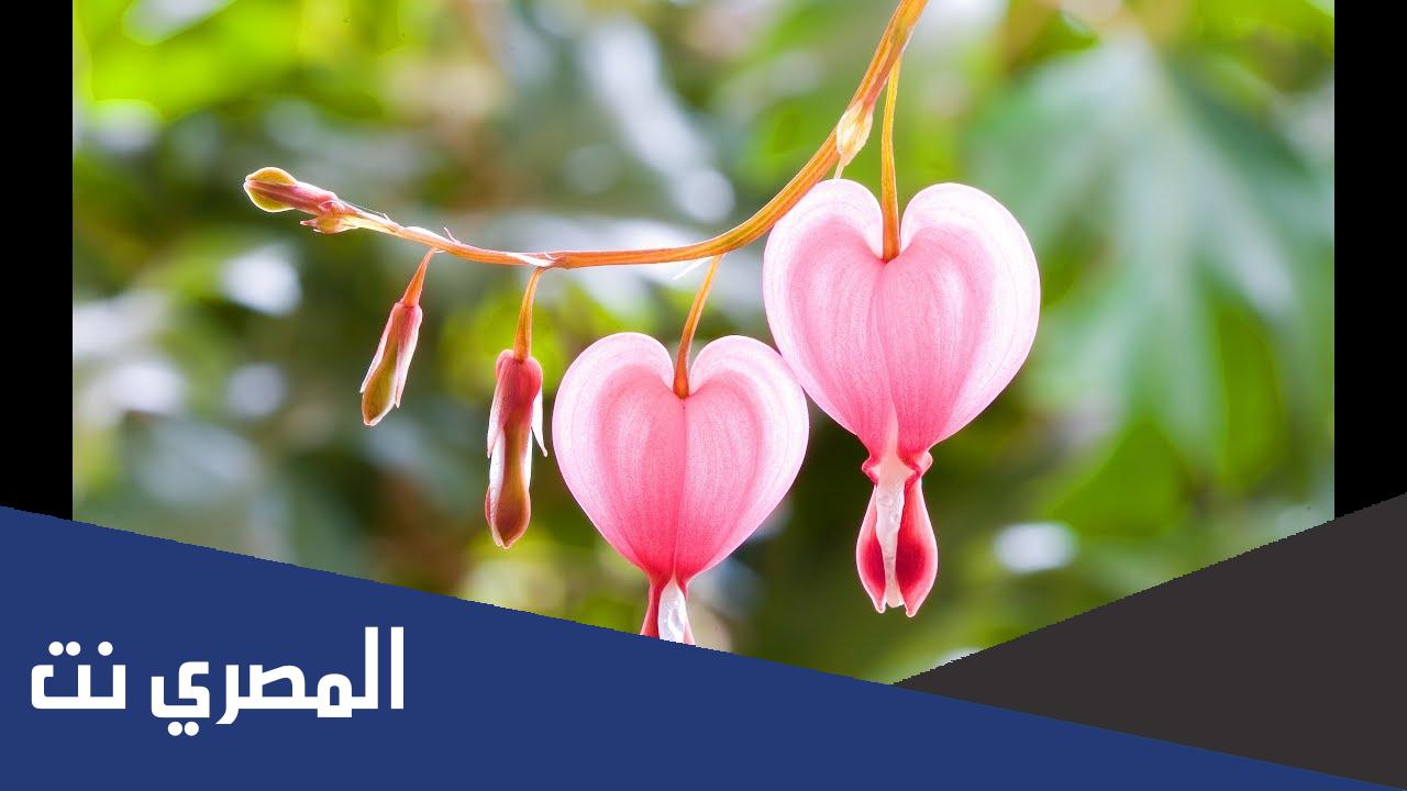 اسماء اخطر النباتات السامة جدًا في العالم