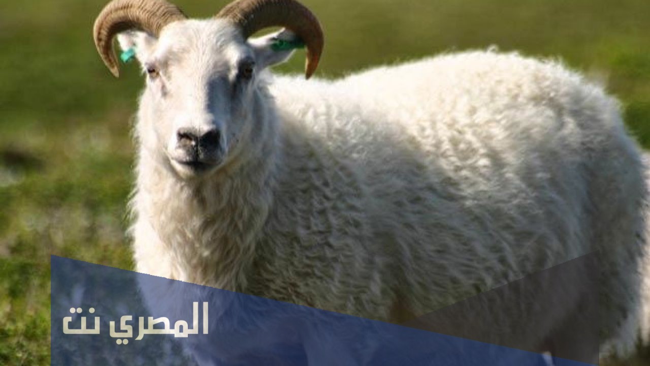 ما هي شروط الاضحيه من الضان وكيفية توزيعها