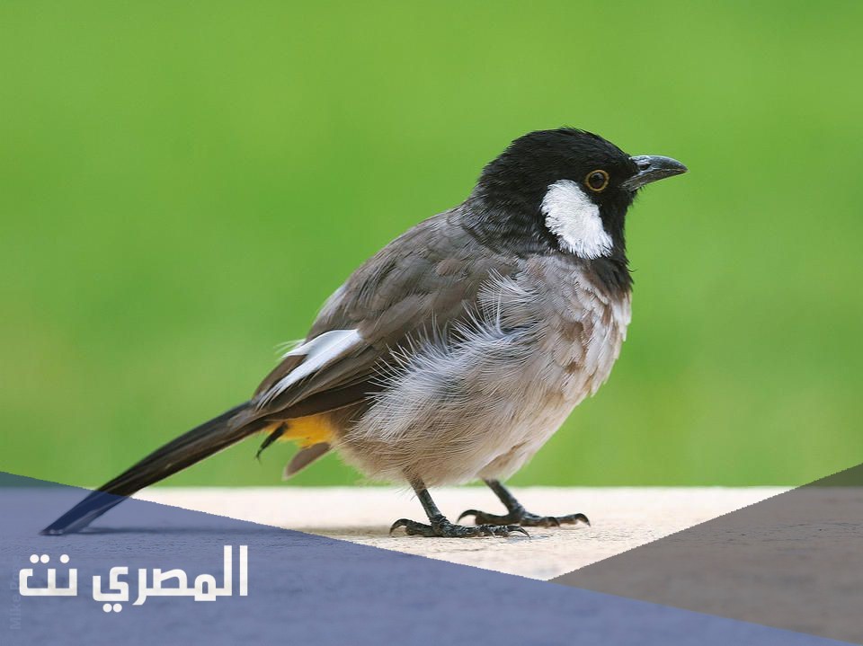 معلومات عن صوت صفير البلبل