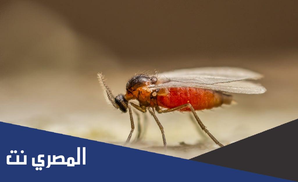كيفية التخلص من الهاموش القارص في الحمام