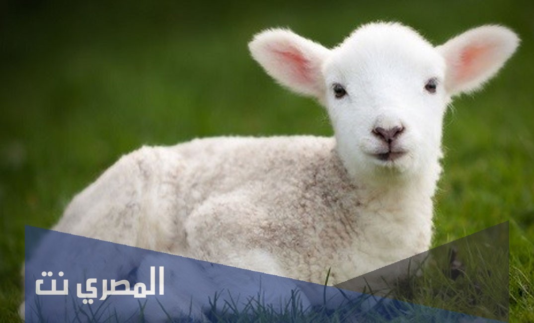 الخروف في المنام