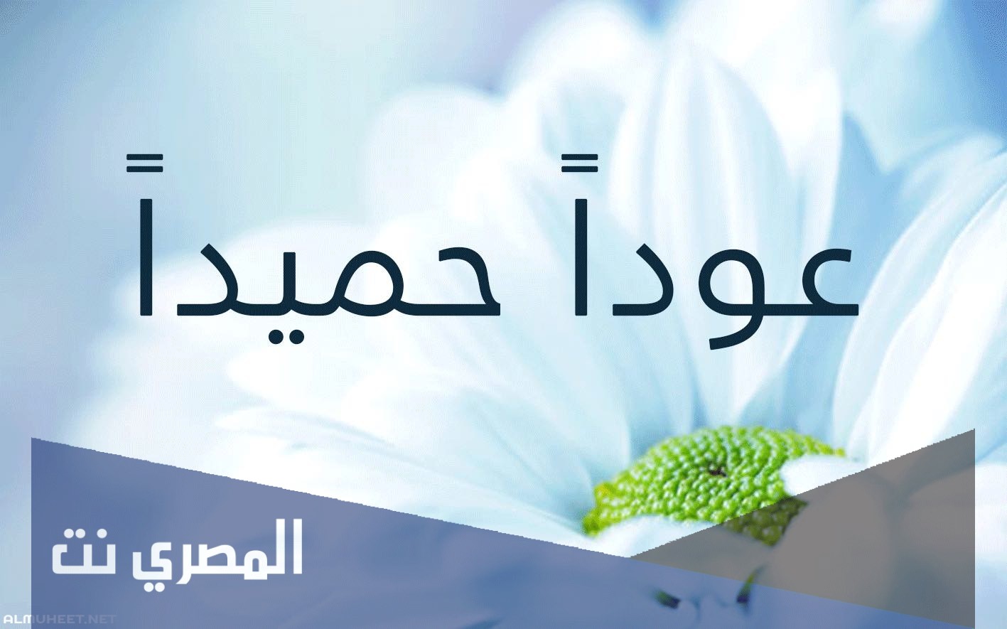 وش الرد على عودا حميدا