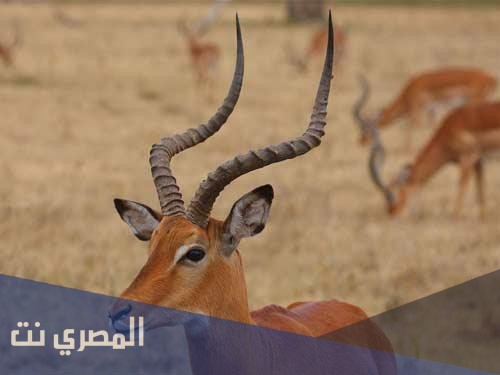 ما هو تفسير رؤية الظبي في المنام