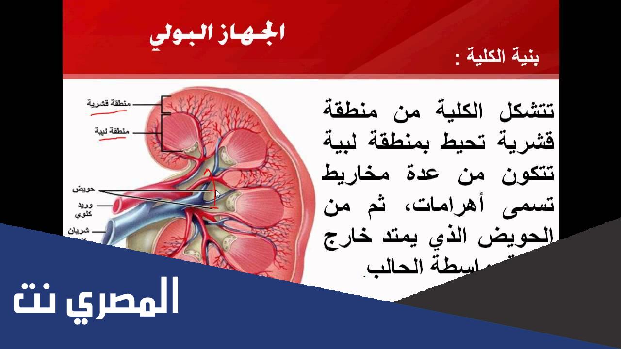 العيوب الخلقية للجهاز البولي