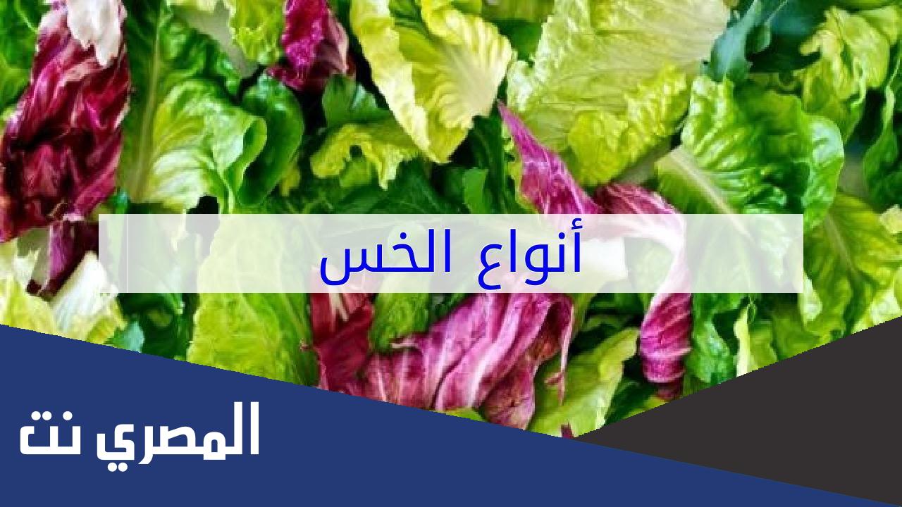 انواع الخس واسمائها