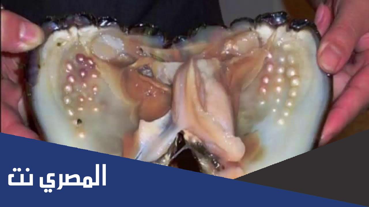انواع اللؤلؤ الطبيعي