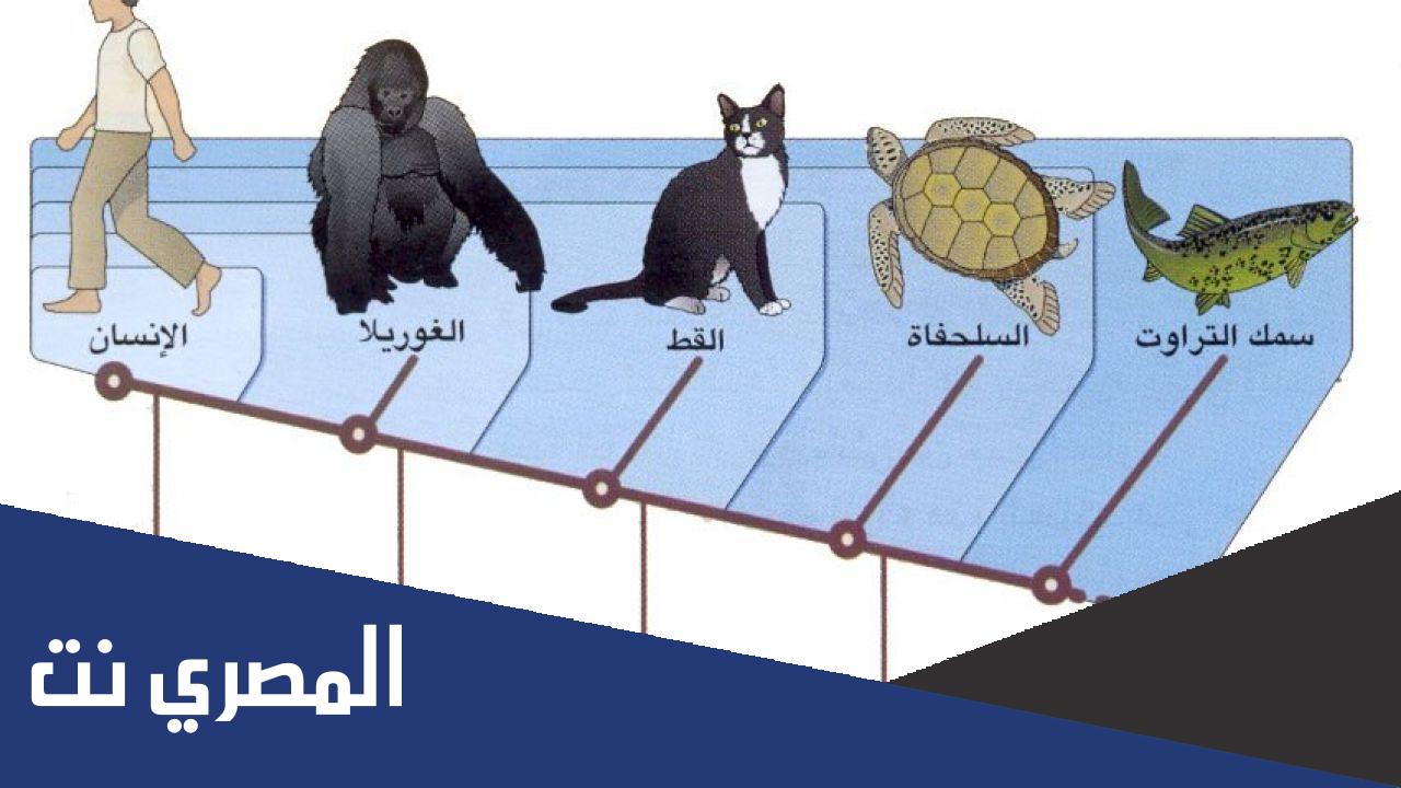 بحث حول جهود العلماء في تصنيف الحيوانات