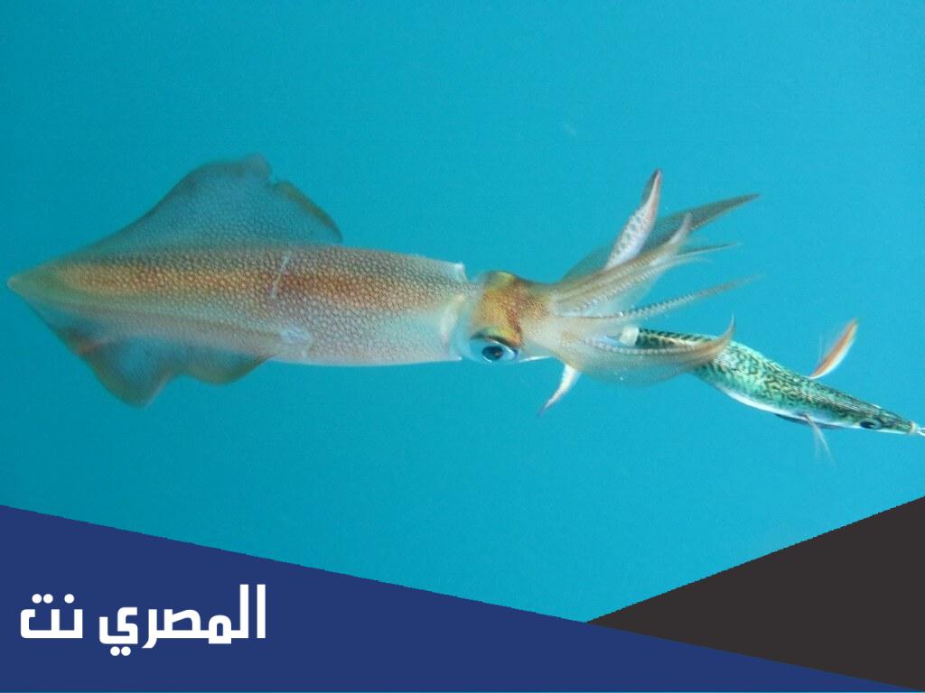 بحث عن أضخم الحيوانات اللافقارية والفقارية