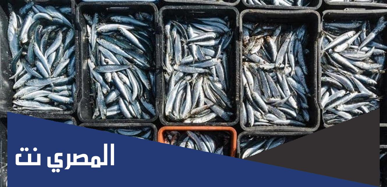بحث عن الثروة السمكية فى مصر doc