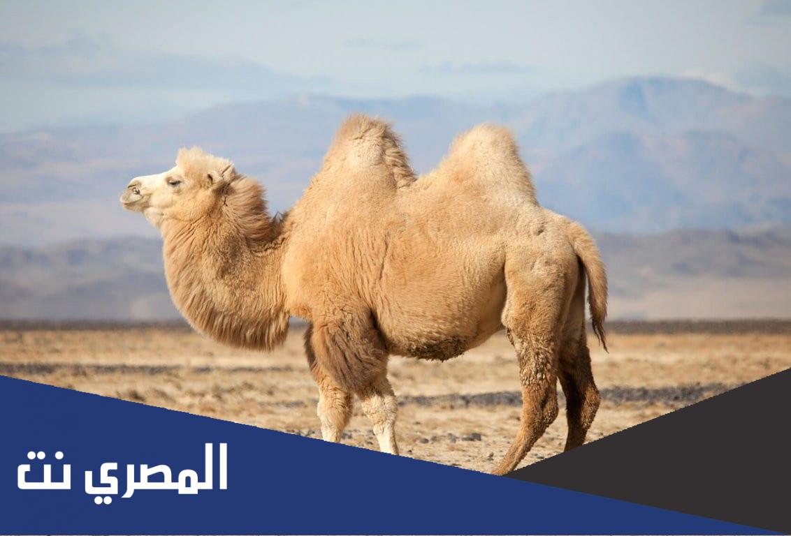 بحث عن الجمل وصفاته