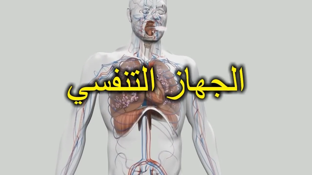 بحث عن الجهاز التنفسي مقدمه وعرض وخاتمه