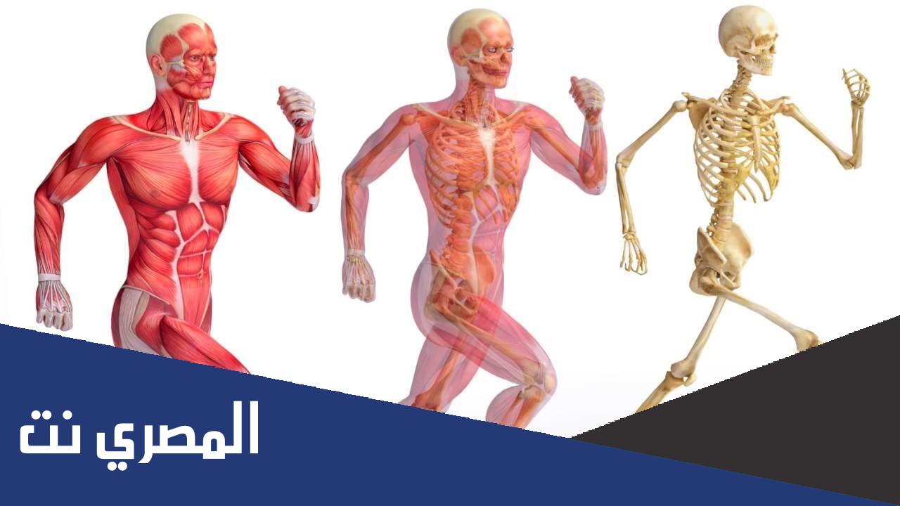 بحث عن الجهاز الحركي للصف السادس الابتدائي