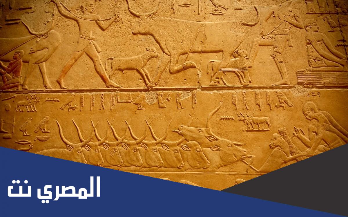 بحث عن الملك زوسر بالمراجع