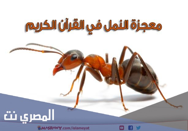 بحث عن النمل في القران الكريم