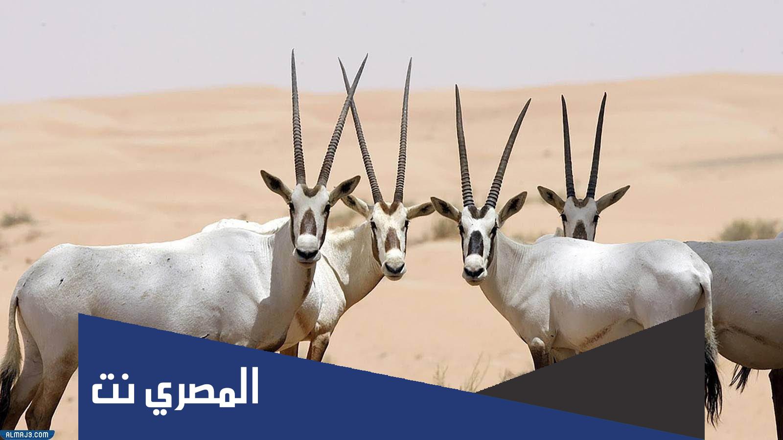 بحث عن ظاهرة بالانقراض وكيفية حمايتها