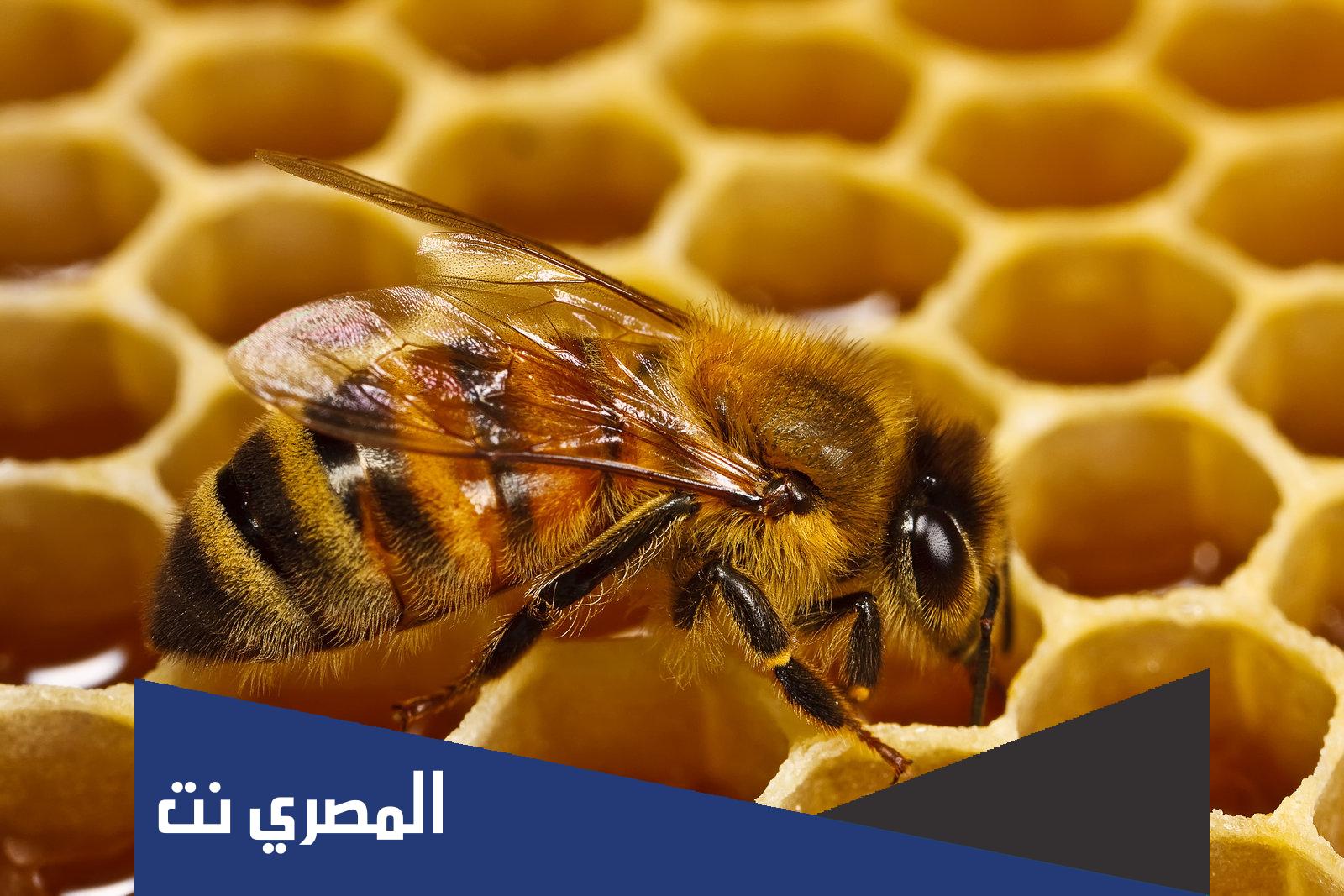 بحث عن غرائب المخلوقات