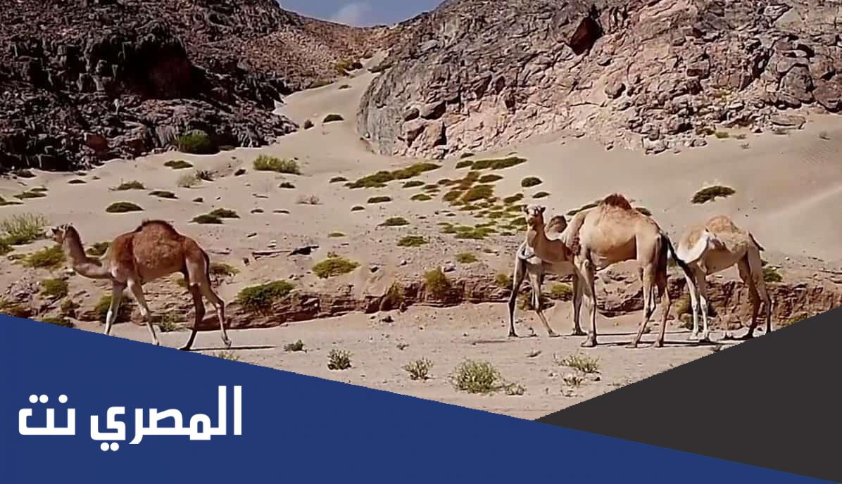 بحث عن محمية وادي الجمال بمرسى علم