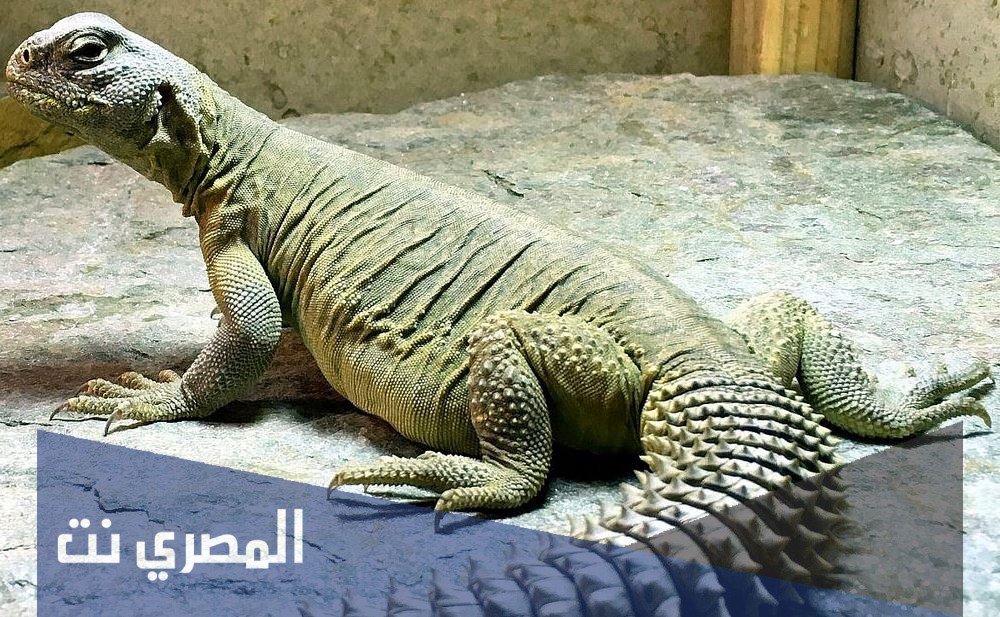 بماذا يلقب حيوان الضب