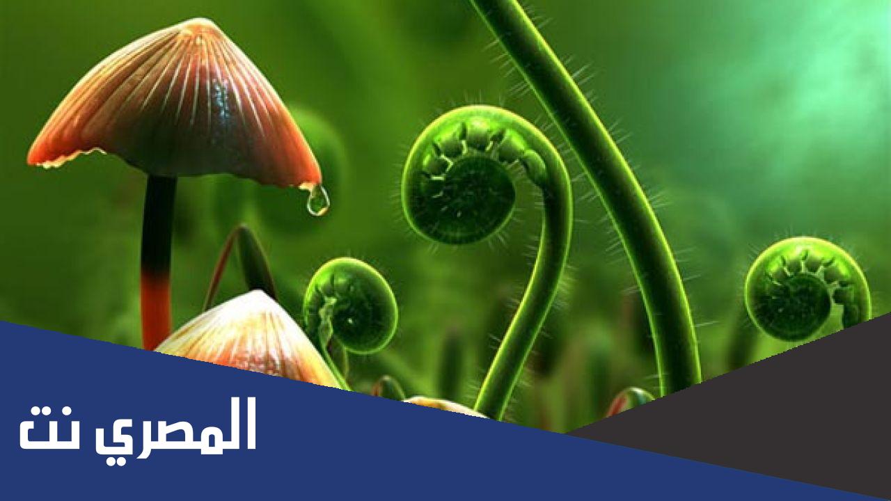 تركيب تجريبي لقياس النمو الطولي للنبات