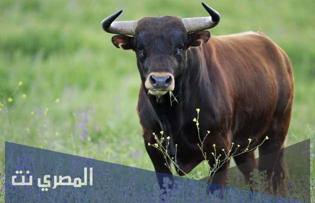 تفسير الاحلام والرؤي الثور في المنام