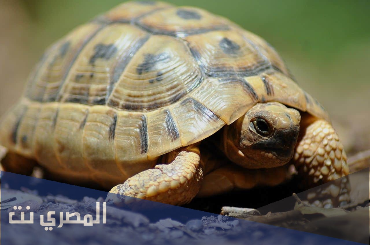 تفسير الاحلام والرؤي السحلفاة في المنام