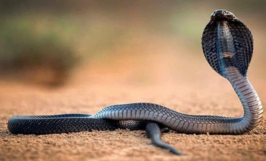 ما هو تفسير رؤية الأفعى السوداء فى الحلم
