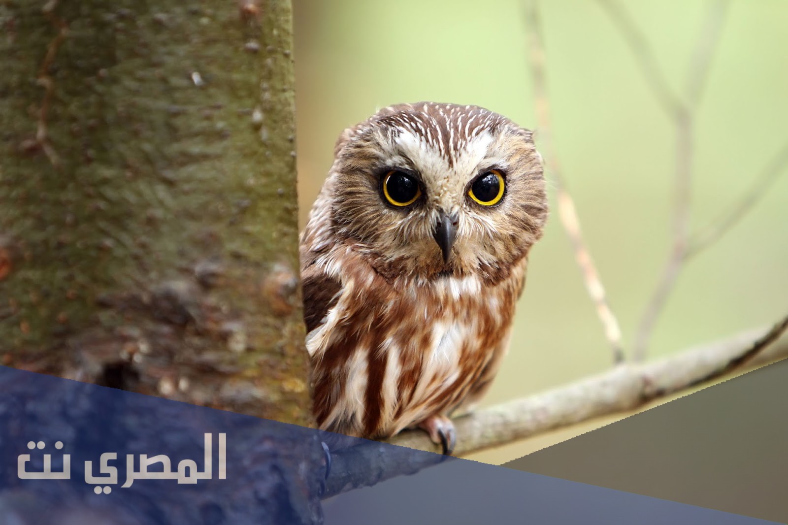 تفسير الاحلام والرؤي البومة
