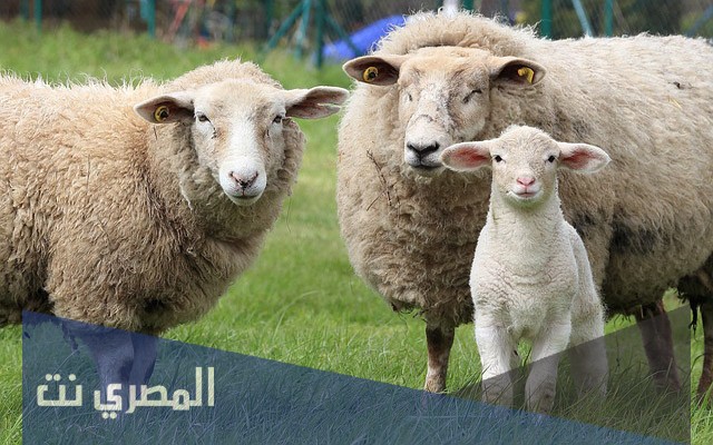 ما هو تفسير رؤية النعجة في المنام