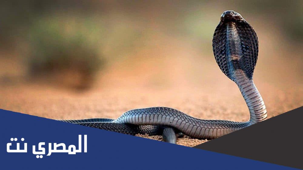 تفسير حلم ثعبان يهاجمني في المنام بالتفصيل