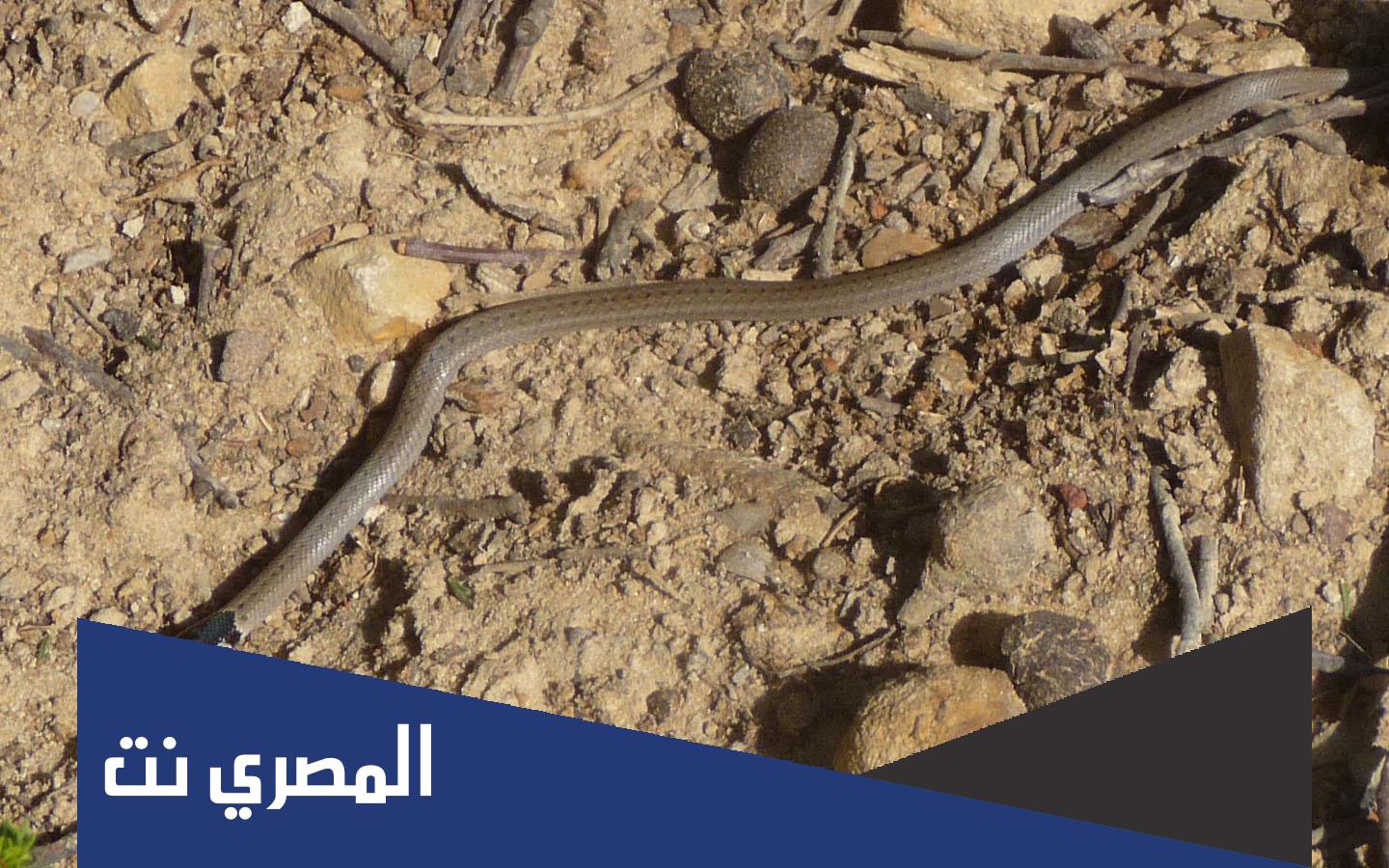 تفسير حلم رؤية ثعبان صغير في المنام لابن سيرين والنابلسي