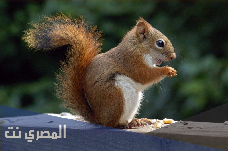 ما هو تفسير رؤية السنجاب في المنام