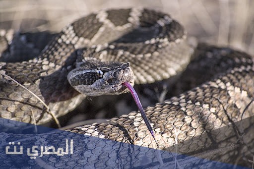 تفسير رؤية قتل الثعبان في الحلم للرجل والمرأة