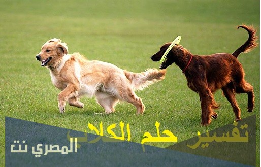 ما تفسير حلم الكلب في المنام للحامل والرجل والعزباء