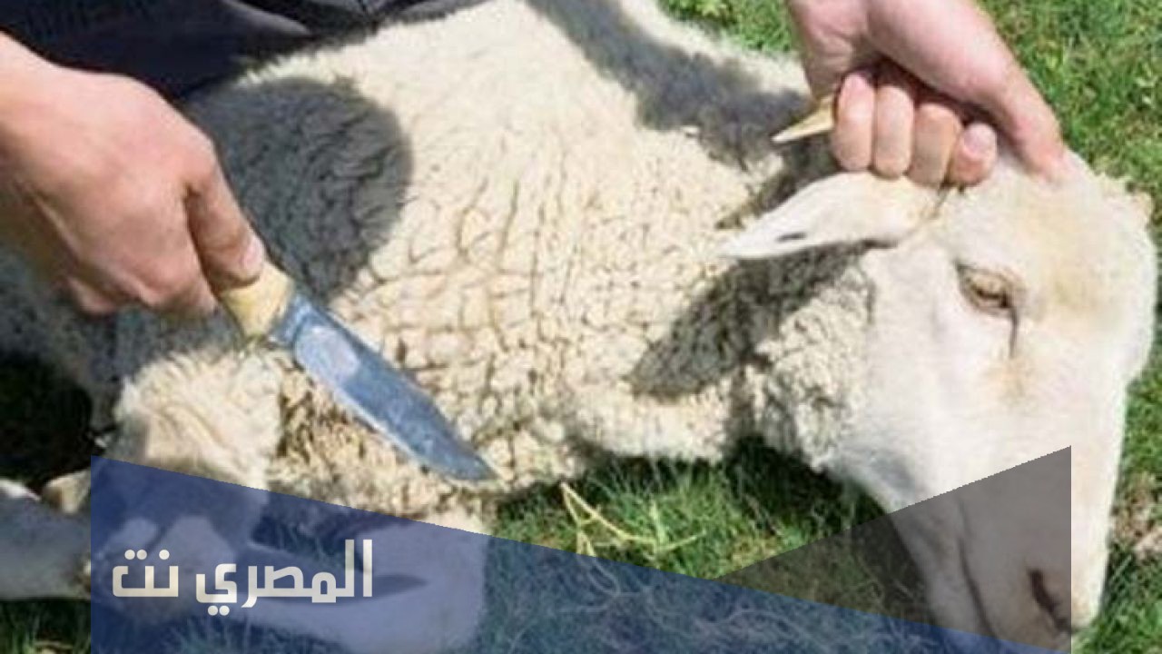ما هي شروط المضحي لغير الحاج