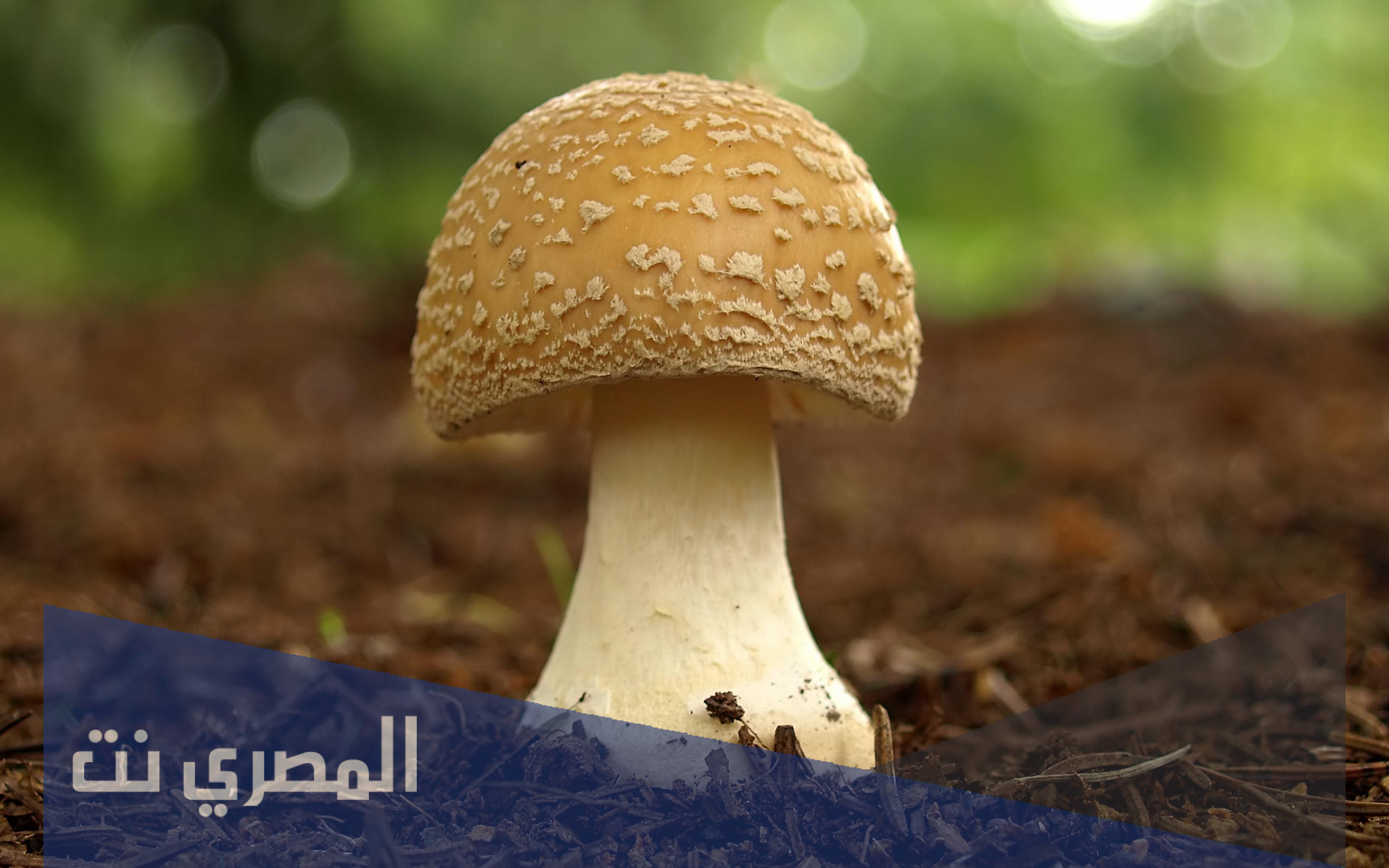 دراسة جدوى مشروع فطر عيش الغراب
