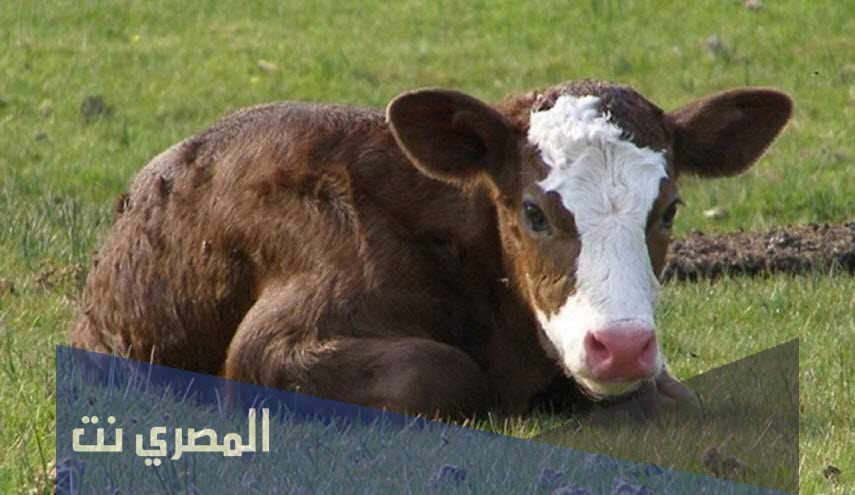 تفسير رؤية العجل في المنام