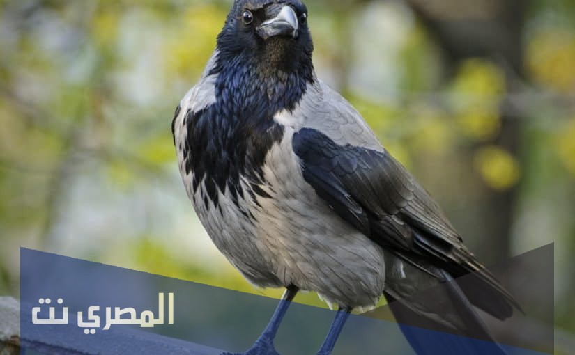 تفسير رؤية الغراب في المنام لابن سيرين
