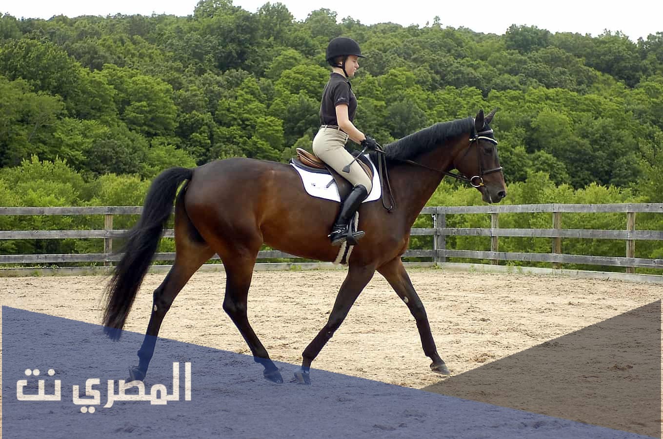 حلم ركوب الخيل في المنام