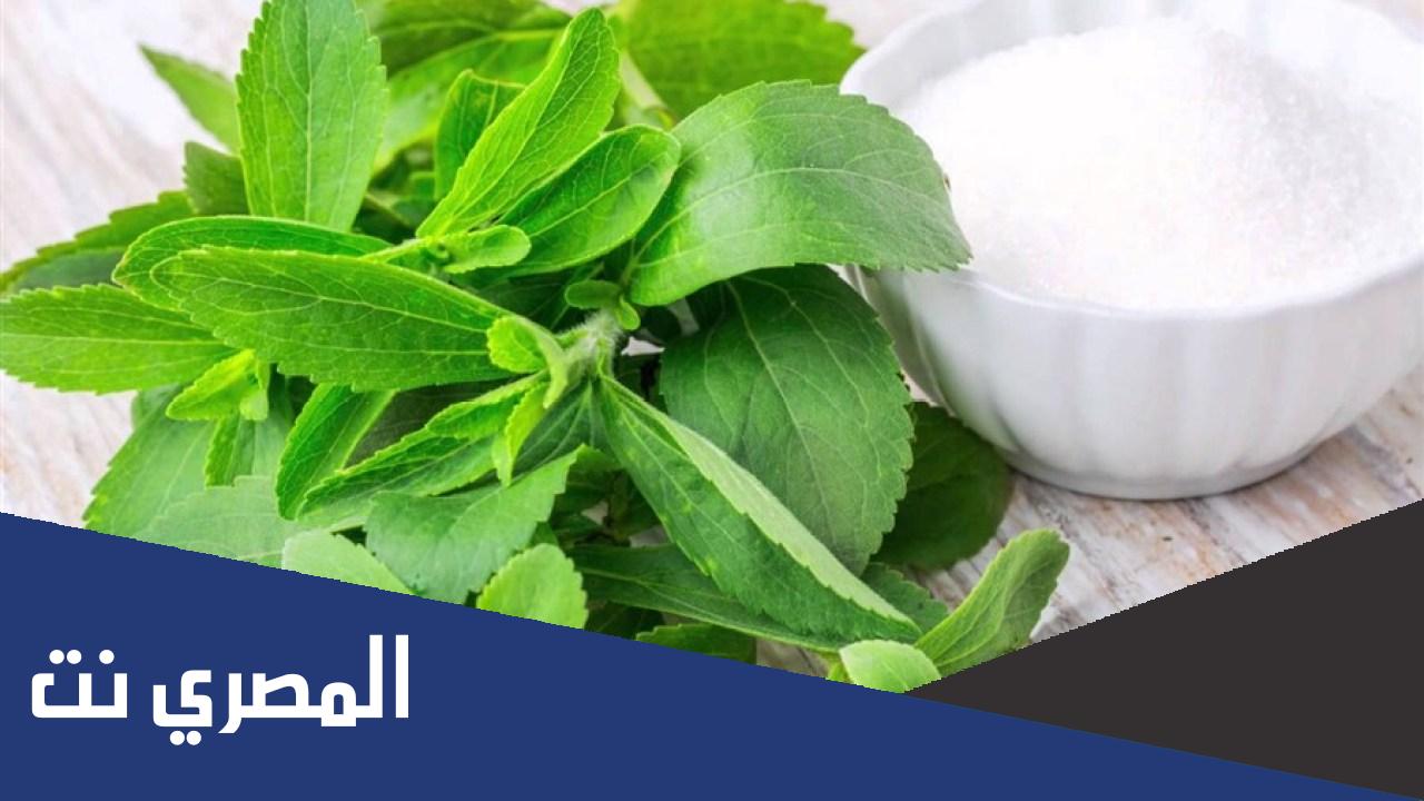 سكر ستيفيا فوائده وأضراره