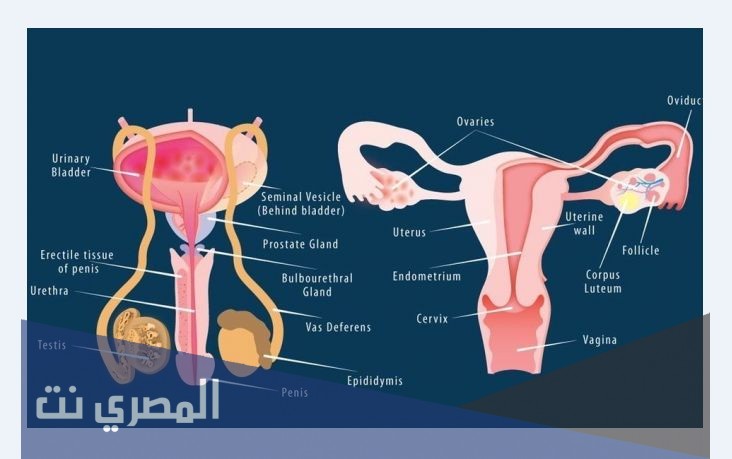 رياسبازم Riaspasm لعلاج تقلصات القناة التناسلية ونتائجها