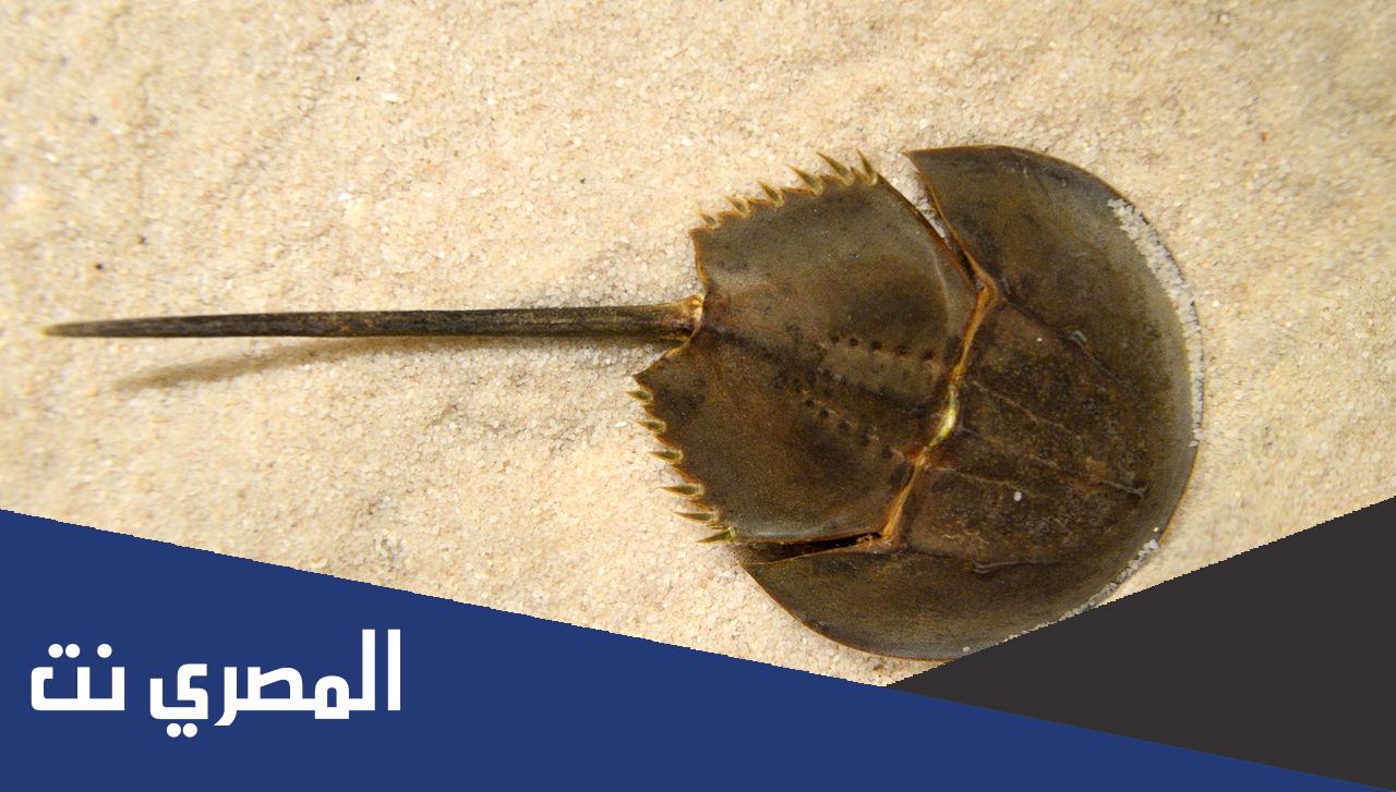 شعب اللافقاريات التي تم تصنيفها علميا