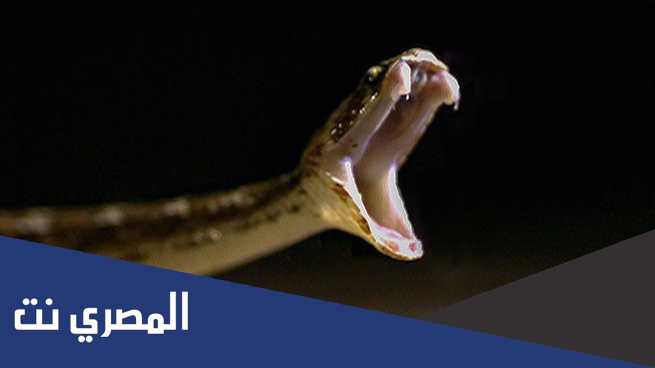 صوت الأفعى في المنام