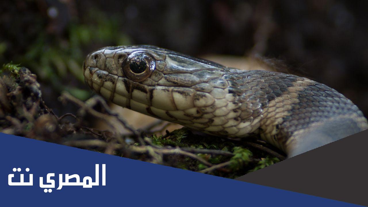 طرق مكافحة الثعابين