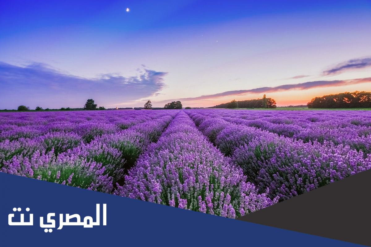 طريقة استخدام عشبة الاستخدوس