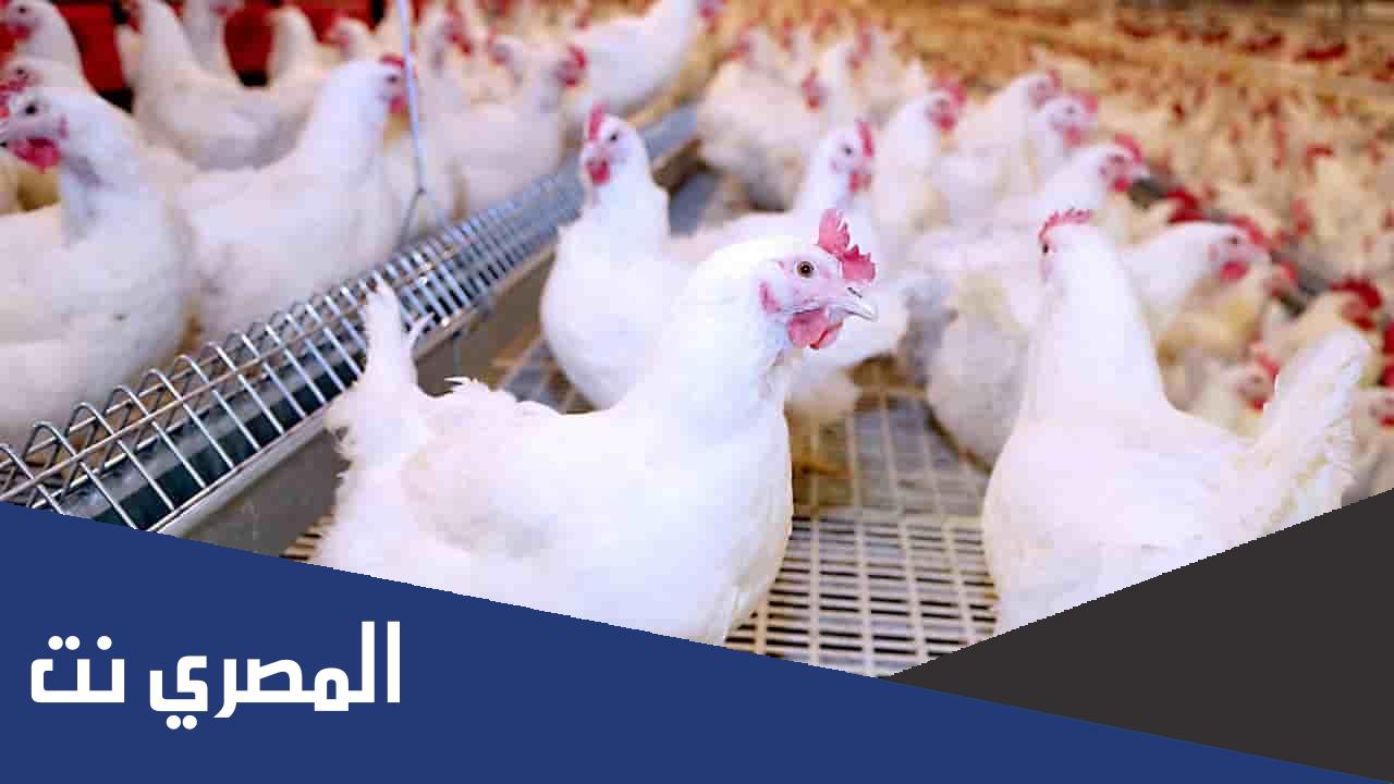 طريقة تربية الدواجن البيضاء في الصيف
