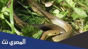 طريقة موت الثعبان