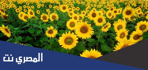 طريقة زراعة دوار الشمس