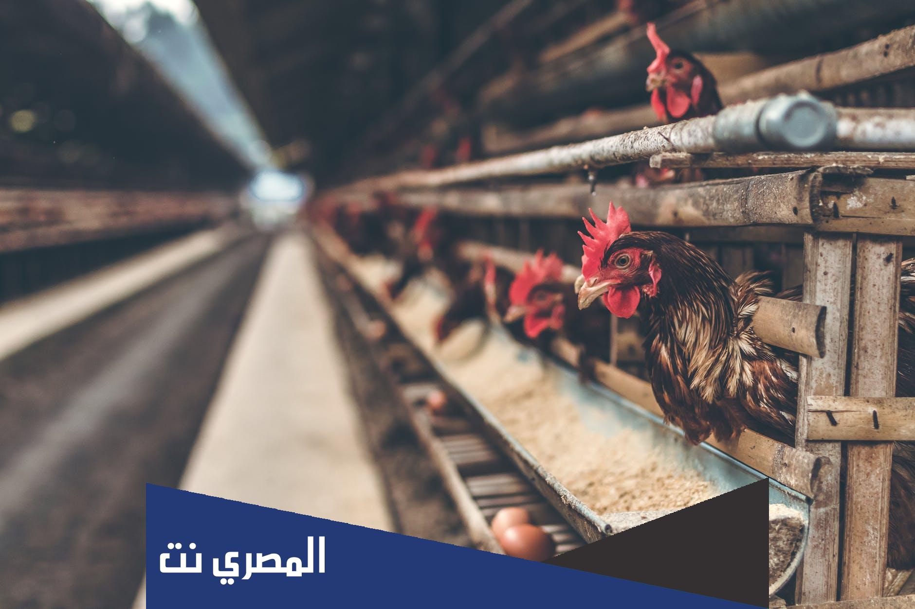علاج الإجهاد الحراري في الدواجن والأرانب