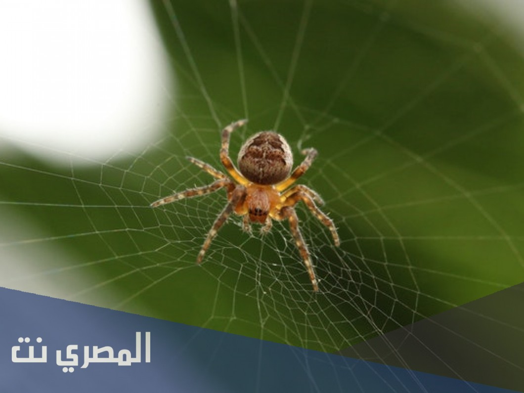 ما هو تفسير رؤية العنكبوت الأسود في المنام